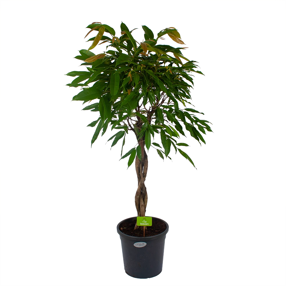 Ficus Binnendijkii Amstel King Op Gevlochten Stam - Treurvijg - P31 H140 - Kamerplant 3 Ficus Binnendijkii Amstel King Op Gevlochten Stam - Treurvijg - P31 H140 - Kamerplant