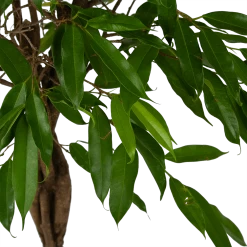 Ficus Binnendijkii Amstel King Op Gevlochten Stam - Treurvijg - P31 H140 - Kamerplant 8 Ficus Binnendijkii Amstel King Op Gevlochten Stam - Treurvijg - P31 H140 - Kamerplant -Groen Decor Verkoop ficus binnendijkii amstel king op gevlochten stam treurvijg p31 h140 4