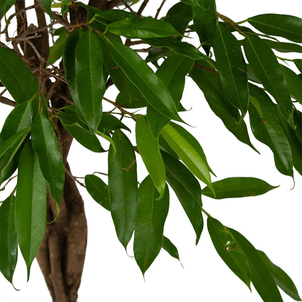 Ficus Binnendijkii Amstel King Op Gevlochten Stam - Treurvijg - P31 H140 - Kamerplant 4 Ficus Binnendijkii Amstel King Op Gevlochten Stam - Treurvijg - P31 H140 - Kamerplant - Afbeelding 2