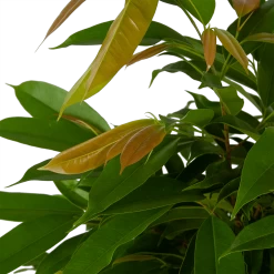 Ficus Binnendijkii Amstel King Op Gevlochten Stam - Treurvijg - P31 H140 - Kamerplant 9 Ficus Binnendijkii Amstel King Op Gevlochten Stam - Treurvijg - P31 H140 - Kamerplant -Groen Decor Verkoop ficus binnendijkii amstel king op gevlochten stam treurvijg p31 h140 5