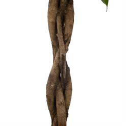 Ficus Binnendijkii Amstel King Op Gevlochten Stam - Treurvijg - P31 H140 - Kamerplant 10 Ficus Binnendijkii Amstel King Op Gevlochten Stam - Treurvijg - P31 H140 - Kamerplant -Groen Decor Verkoop ficus binnendijkii amstel king op gevlochten stam treurvijg p31 h140 6