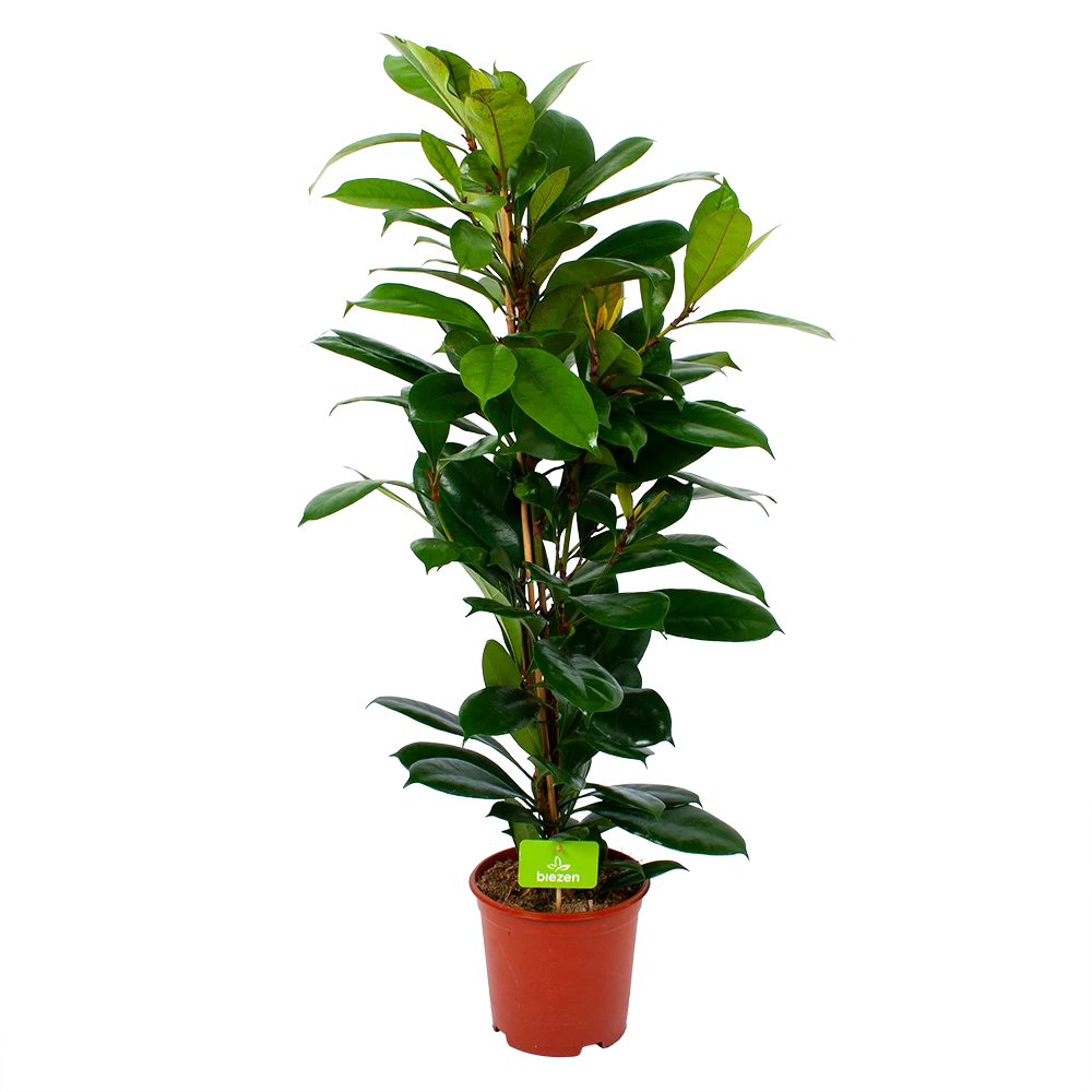 Ficus Cyathistipula - Groene Vijg - Toef - P21 H105 - Kamerplant 3 Ficus Cyathistipula - Groene Vijg - Toef - P21 H105 - Kamerplant