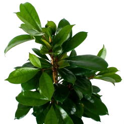 Ficus Cyathistipula - Groene Vijg - Toef - P21 H105 - Kamerplant 8 Ficus Cyathistipula - Groene Vijg - Toef - P21 H105 - Kamerplant -Groen Decor Verkoop ficus cyathistipula groene vijg toef p21 h105 6 1