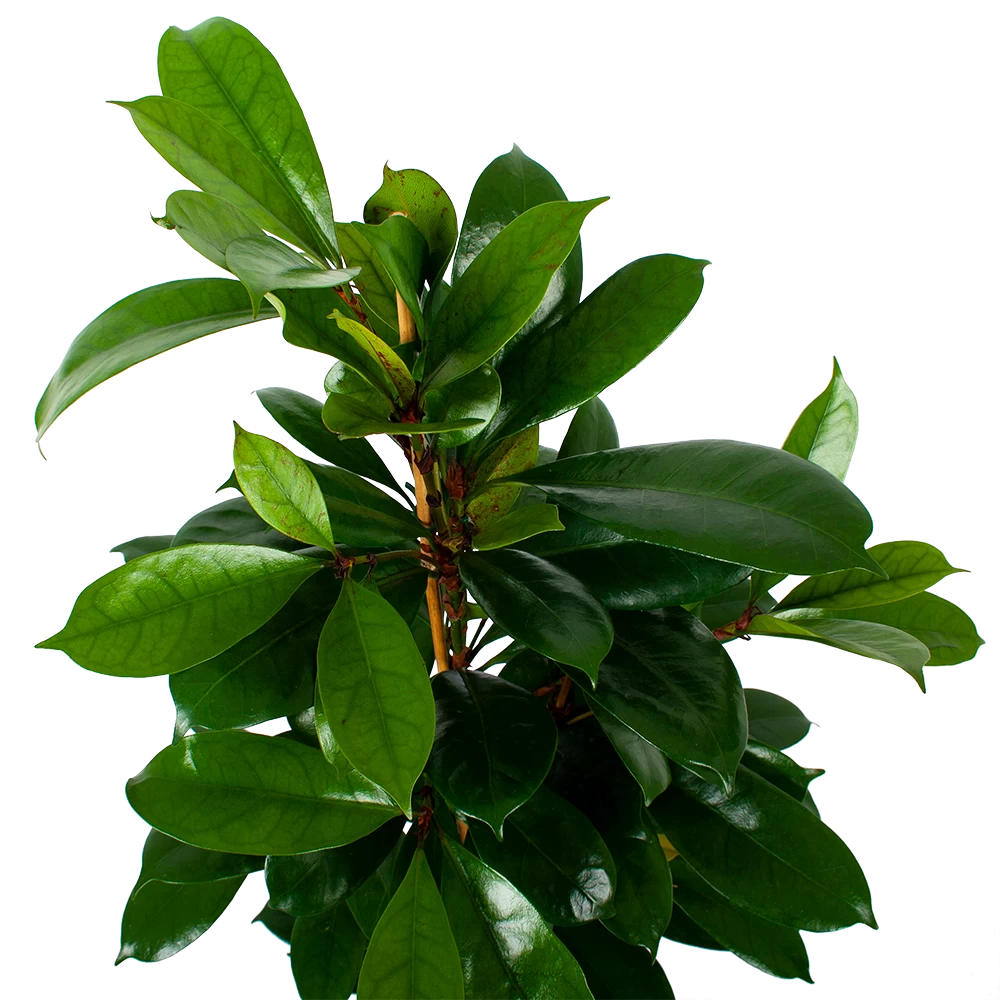 Ficus Cyathistipula - Groene Vijg - Toef - P21 H105 - Kamerplant 5 Ficus Cyathistipula - Groene Vijg - Toef - P21 H105 - Kamerplant - Afbeelding 3