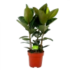 Ficus Elastica Robusta - Rubberboom - P27 H100 - Kamerplant 2 Ficus Elastica Robusta - Rubberboom - P27 H100 - Kamerplant -Groen Decor Verkoop ficus elastica robusta waringin p27 h100 4