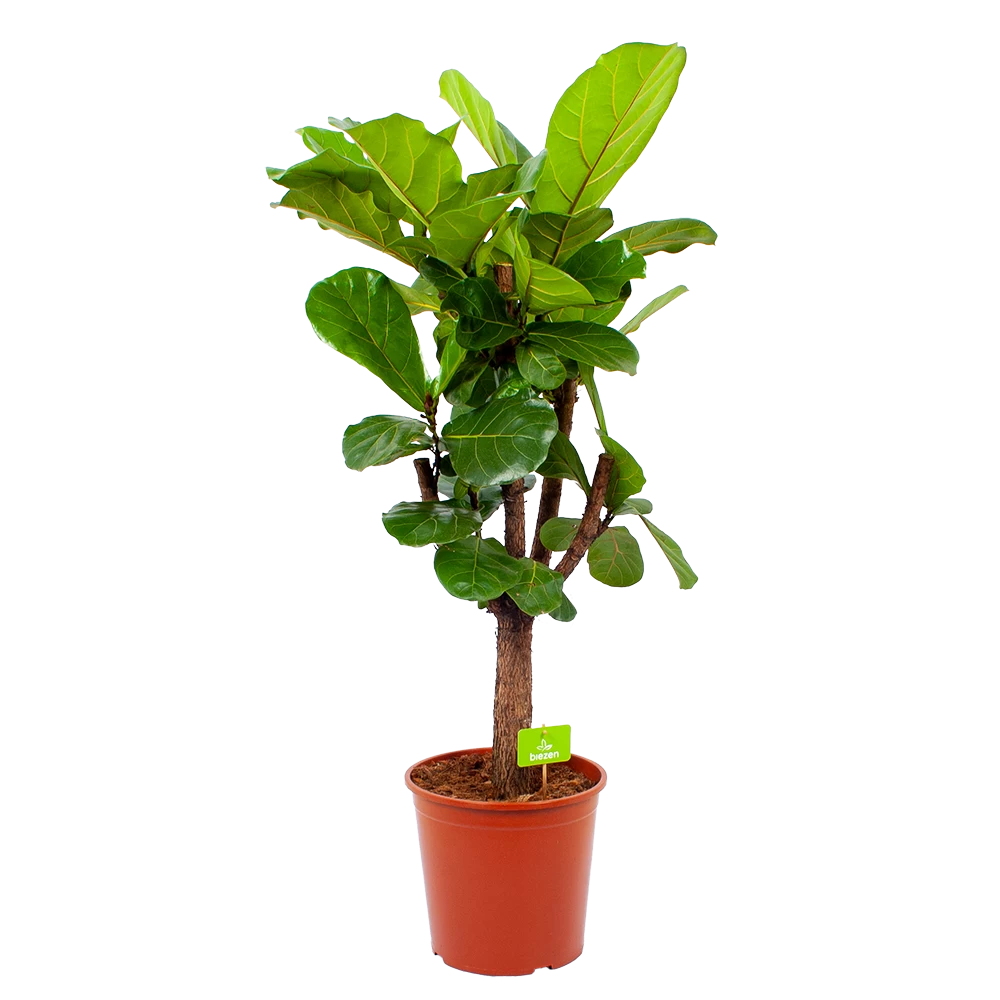 Ficus Lyrata Vertakt - Tabaksplant - P30 H130 - Kamerplant 3 Ficus Lyrata Vertakt - Tabaksplant - P30 H130 - Kamerplant