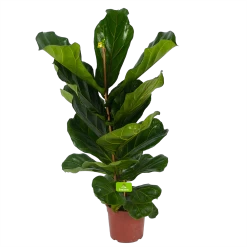 Ficus Lyrata - Tabaksplant - Toef - P17 H90 - Kamerplant -Groen Decor Verkoop ficus lyrata tabaksplant toef p17 h90 4