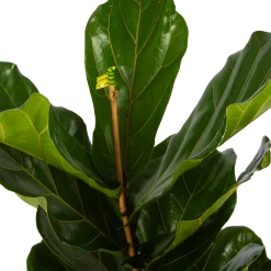 Ficus Lyrata - Tabaksplant - Toef - P17 H90 - Kamerplant -Groen Decor Verkoop ficus lyrata tabaksplant toef p17 h90 5