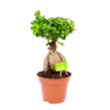 Ficus Microcarpa Ginseng - Bonsai - P17 H40 - Kamerplant 2 Ficus Microcarpa Ginseng - Bonsai - P17 H40 - Kamerplant -Groen Decor Verkoop ficus microcarpa ginseng bonsai p17 h40 1