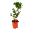 Ficus Microcarpa Ginseng - Bonsai - P21 H65 - Kamerplant 2 Ficus Microcarpa Ginseng - Bonsai - P21 H65 - Kamerplant -Groen Decor Verkoop ficus microcarpa ginseng bonsai p21 h65 1
