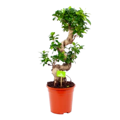 Ficus Microcarpa Ginseng - Bonsai - P21 H65 - Kamerplant