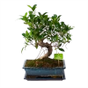 Ficus Retusa Taiwan - Bonsai - P29 H50 - Kamerplant 2 Ficus Retusa Taiwan - Bonsai - P29 H50 - Kamerplant -Groen Decor Verkoop ficus retusa taiwan bonsai p29 h50 1