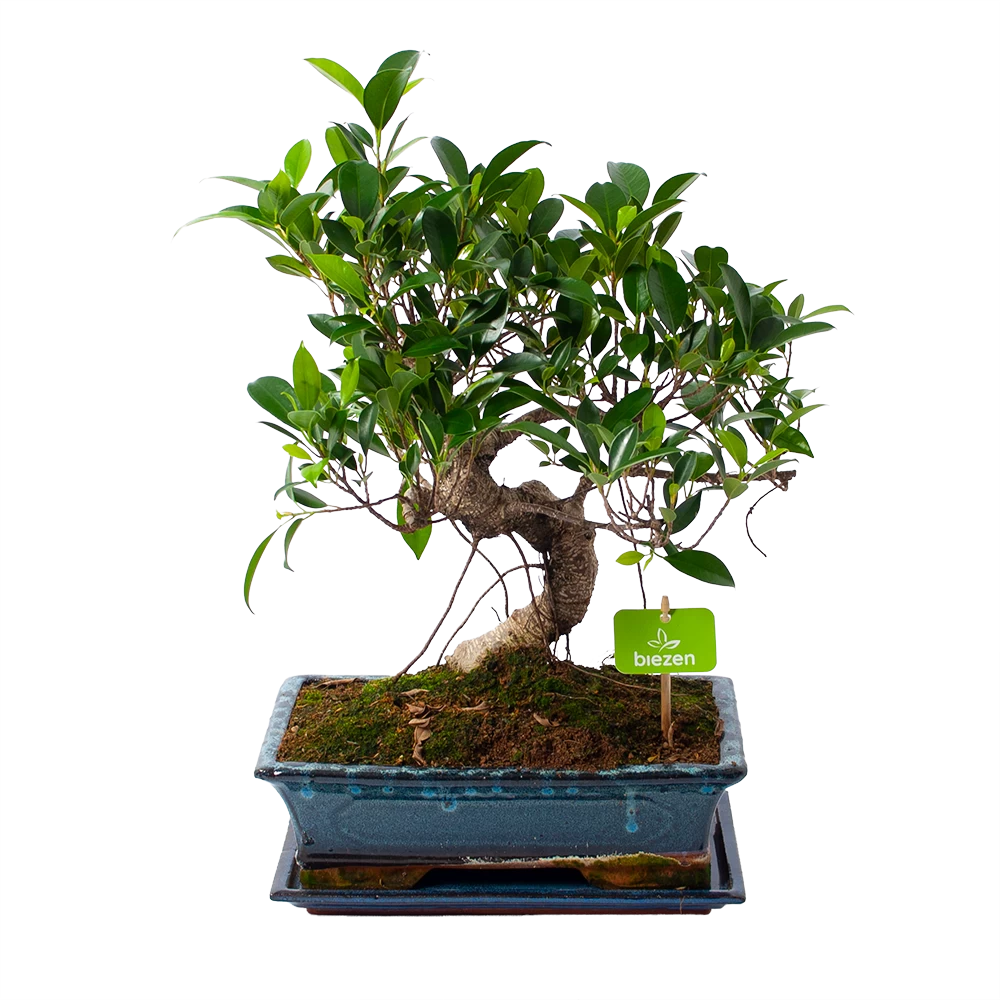 Ficus Retusa Taiwan - Bonsai - P29 H50 - Kamerplant 3 Ficus Retusa Taiwan - Bonsai - P29 H50 - Kamerplant