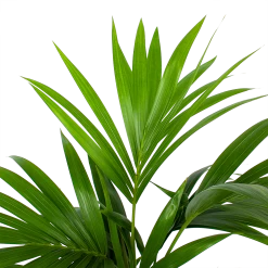 Kentiapalm - Howea Forsteriana - P19 H80 - Kamerplant -Groen Decor Verkoop kentiapalm howea forsteriana p19 h80 5