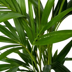 Kentiapalm - Howea Forsteriana - P19 H80 - Kamerplant -Groen Decor Verkoop kentiapalm howea forsteriana p19 h80 6