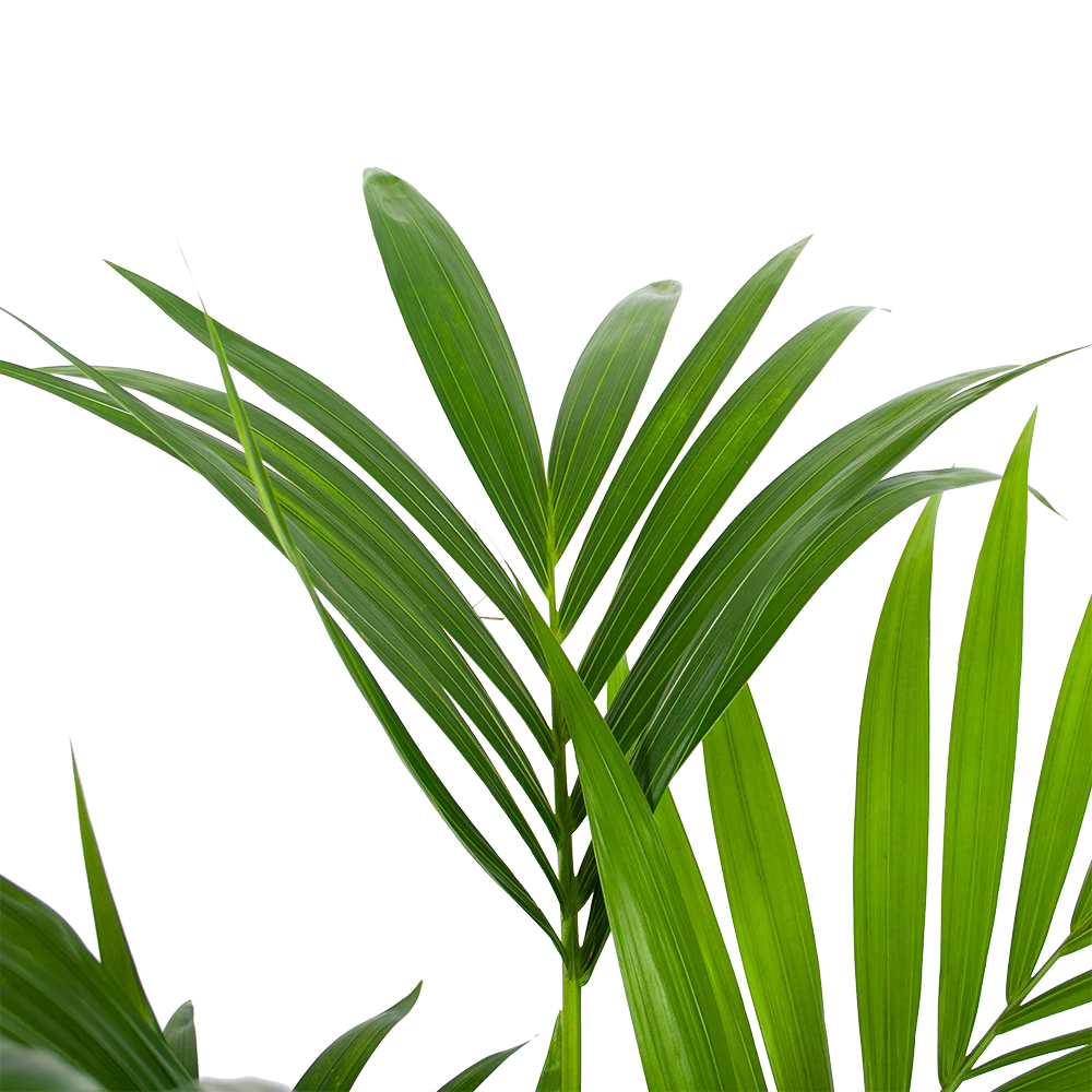 Kentiapalm - Howea Forsteriana - P24 H130 - Kamerplant 5 Kentiapalm - Howea Forsteriana - P24 H130 - Kamerplant - Afbeelding 3