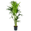 Kentiapalm - Howea Forsteriana - P24 H170 - Kamerplant -Groen Decor Verkoop kentiapalm howea forsteriana p24cm h170cm 4