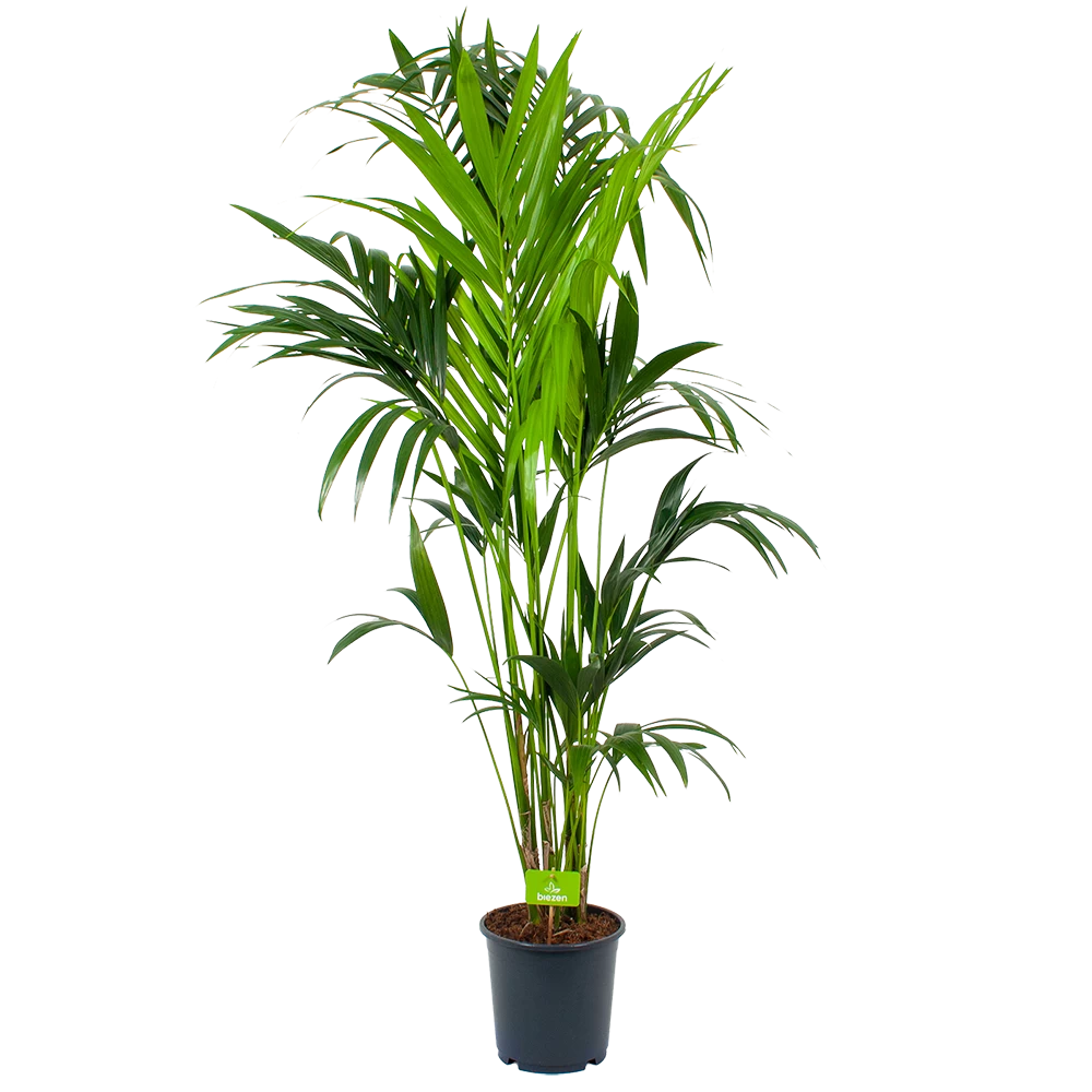 Kentiapalm - Howea Forsteriana - P24 H170 - Kamerplant 3 Kentiapalm - Howea Forsteriana - P24 H170 - Kamerplant