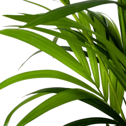 Kentiapalm - Howea Forsteriana - P24 H170 - Kamerplant 6 Kentiapalm - Howea Forsteriana - P24 H170 - Kamerplant -Groen Decor Verkoop kentiapalm howea forsteriana p24cm h170cm 5