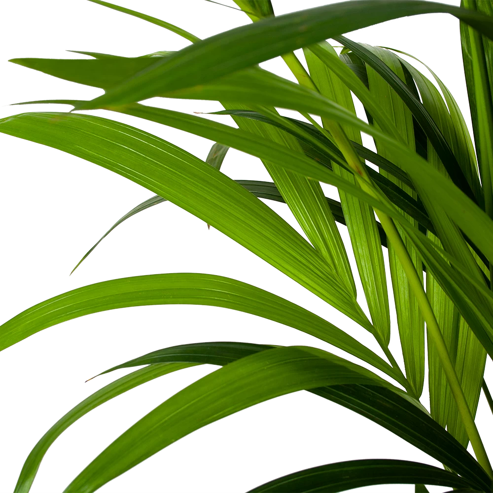 Kentiapalm - Howea Forsteriana - P24 H170 - Kamerplant 4 Kentiapalm - Howea Forsteriana - P24 H170 - Kamerplant - Afbeelding 2
