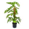 Monstera Adansonii Op Mosstok - Monkey Mask/Leaf- P16 H65 - Kamerplant 1 Monstera Adansonii Op Mosstok - Monkey Mask/Leaf- P16 H65 - Kamerplant -Groen Decor Verkoop monstera adansonii monkey mask rimpelgatenplant p16 h65 4