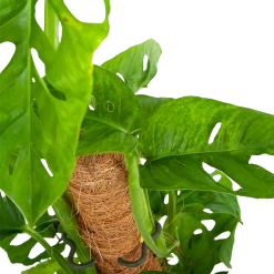 Monstera Adansonii Op Mosstok - Monkey Mask/Leaf- P16 H65 - Kamerplant -Groen Decor Verkoop monstera adansonii monkey mask rimpelgatenplant p16 h65 5