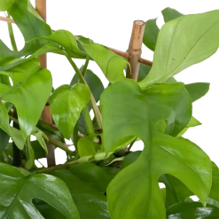 Monstera Minima Met Rekje Gatenplant P17 H65 - Kamerplant -Groen Decor Verkoop monstera minima rekje gatenplant p17 h65 5