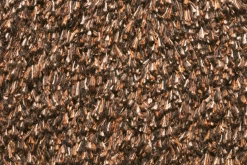 Natuflex Droogloopmat - 80x50cm - Donker Bruin - Deurmat 7 Natuflex Droogloopmat - 80x50cm - Donker Bruin - Deurmat -Groen Decor Verkoop natuflex droogloopmat donker bruin deurmat 3