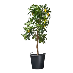 Nature - Ritzi Container Zwart 50L - Met Handgreep -Groen Decor Verkoop nature ritzi container zwart 50l met handgreep plantencontainer 3