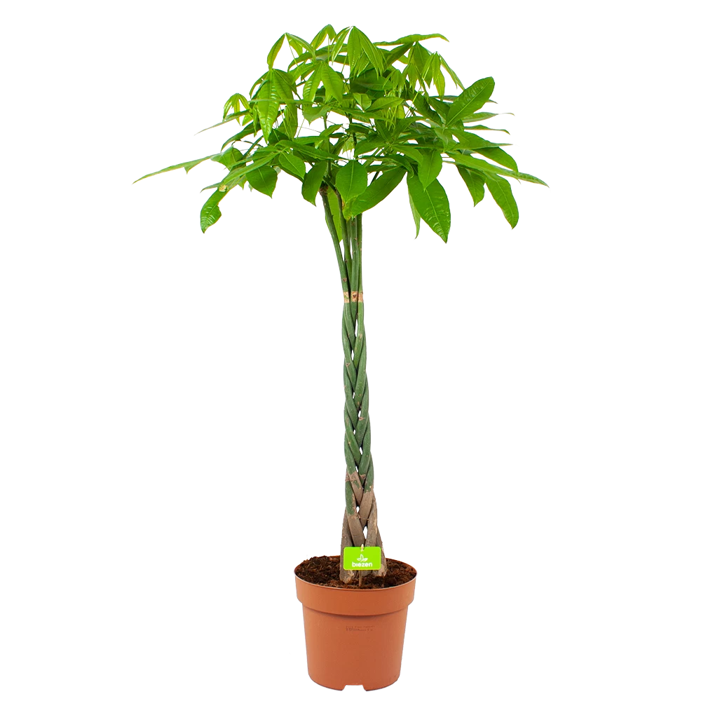 Pachira Aquatica - Geldboom - P30 H150 - Kamerplant 3 Pachira Aquatica - Geldboom - P30 H150 - Kamerplant