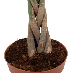 Pachira Aquatica - Geldboom - P30 H150 - Kamerplant 8 Pachira Aquatica - Geldboom - P30 H150 - Kamerplant -Groen Decor Verkoop pachira aquatica geldboom p30 h150 6 1