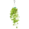 Peperomia Scandens Variegata - In Hangpot - P17 H30 - Kamerplant