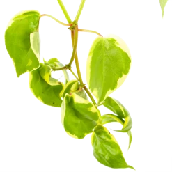 Peperomia Scandens Variegata - In Hangpot - P17 H30 - Kamerplant -Groen Decor Verkoop peperomia scandens variegata in hangpot p17 h30 6