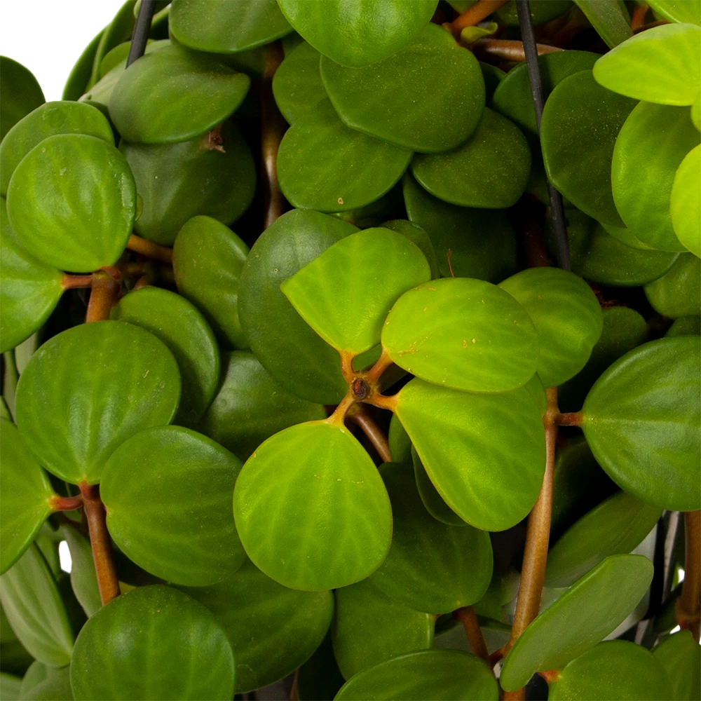 Peperomia Tetraphylla - In Hangpot - P15 H25 - Kamerplant 4 Peperomia Tetraphylla - In Hangpot - P15 H25 - Kamerplant - Afbeelding 2