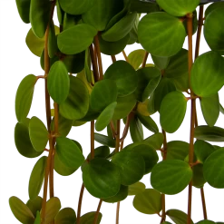Peperomia Tetraphylla - In Hangpot - P15 H25 - Kamerplant 8 Peperomia Tetraphylla - In Hangpot - P15 H25 - Kamerplant -Groen Decor Verkoop peperomia tetraphylla in hangpot p15 h25 6
