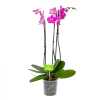 3 Taks Phalaenopsis Evolution - Vlinderorchidee - P12 H60 - Kamerplant -Groen Decor Verkoop phalaenopsis vlinderorchidee 3 taks p12 h60 donker roze 4