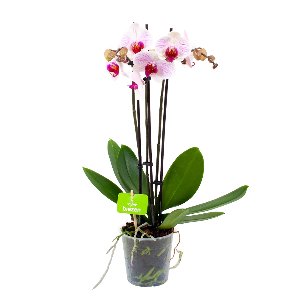 3 Taks Phalaenopsis Denver - Vlinderorchidee - P12 H60 - Kamerplant