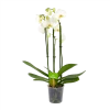 3 Taks Phalaenopsis Lighthouse - Vlinderorchidee - P12 H60 - Kamerplant 1 3 Taks Phalaenopsis Lighthouse - Vlinderorchidee - P12 H60 - Kamerplant -Groen Decor Verkoop phalaenopsis vlinderorchidee 3 taks p12cm h60cm wit 4