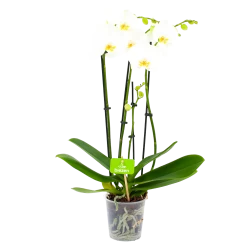 4 Taks Phalaenopsis Lighthouse - Vlinderorchidee - P12 H60 - Kamerplant