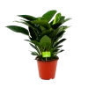 Philodendron Congo Apple - P19 H60 - Kamerplant 2 Philodendron Congo Apple - P19 H60 - Kamerplant -Groen Decor Verkoop philodendron congo apple p19 h60 1 1