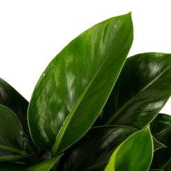 Philodendron Congo Apple - P19 H60 - Kamerplant -Groen Decor Verkoop philodendron congo apple p19 h60 5 1