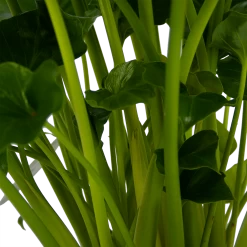 Philodendron Grizzly - P21 H55 - Kamerplant 7 Philodendron Grizzly - P21 H55 - Kamerplant -Groen Decor Verkoop philodendron grizzly p21 h55 5