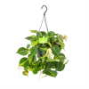 Philodendron Scandens Brasil - In Hangpot - P14 H35 - Kamerplant -Groen Decor Verkoop philodendron scandens brasil in hangpot p14 h35 1 1