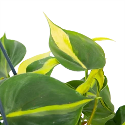Philodendron Scandens Brasil - In Hangpot - P14 H35 - Kamerplant 8 Philodendron Scandens Brasil - In Hangpot - P14 H35 - Kamerplant -Groen Decor Verkoop philodendron scandens brasil in hangpot p14 h35 6 1