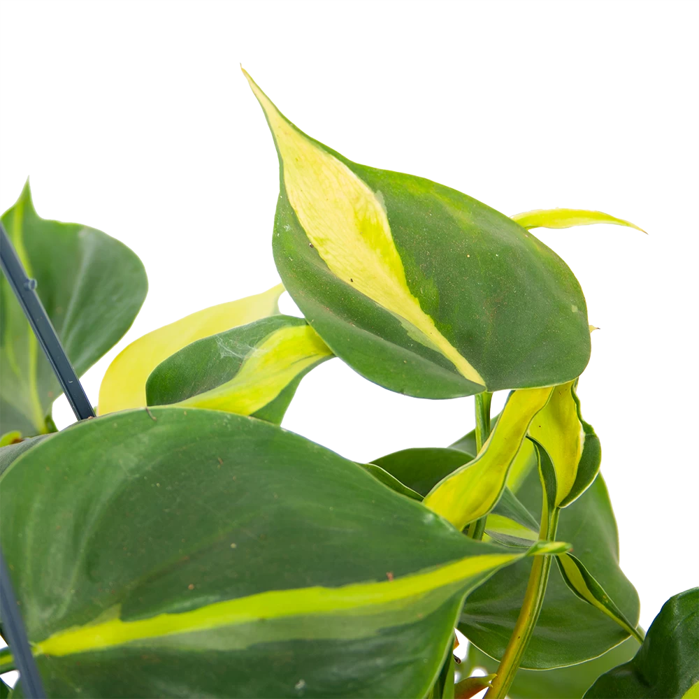 Philodendron Scandens Brasil - In Hangpot - P14 H35 - Kamerplant 5 Philodendron Scandens Brasil - In Hangpot - P14 H35 - Kamerplant - Afbeelding 3