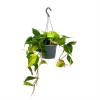 Philodendron Scandens Brasil - In Hangpot - P17 H35 - Kamerplant 2 Philodendron Scandens Brasil - In Hangpot - P17 H35 - Kamerplant -Groen Decor Verkoop philodendron scandens brasil in hangpot p17 h35 1