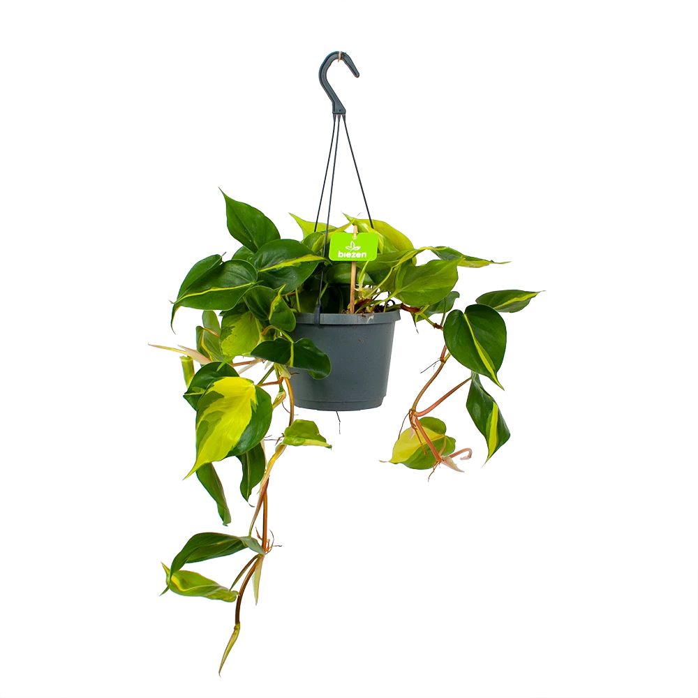 Philodendron Scandens Brasil - In Hangpot - P17 H35 - Kamerplant 3 Philodendron Scandens Brasil - In Hangpot - P17 H35 - Kamerplant