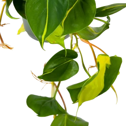 Philodendron Scandens Brasil - In Hangpot - P17 H35 - Kamerplant 7 Philodendron Scandens Brasil - In Hangpot - P17 H35 - Kamerplant -Groen Decor Verkoop philodendron scandens brasil in hangpot p17 h35 5