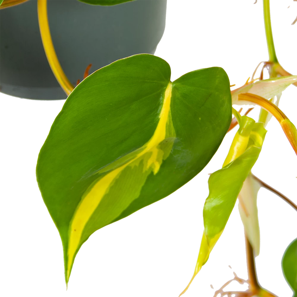 Philodendron Scandens Brasil - In Hangpot - P17 H35 - Kamerplant 5 Philodendron Scandens Brasil - In Hangpot - P17 H35 - Kamerplant - Afbeelding 3