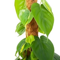 Philodendron Scandens Brasil Op Mosstok - P17 H75 - Kamerplant -Groen Decor Verkoop philodendron scandens brasil op mosstok p17 h75 5 1
